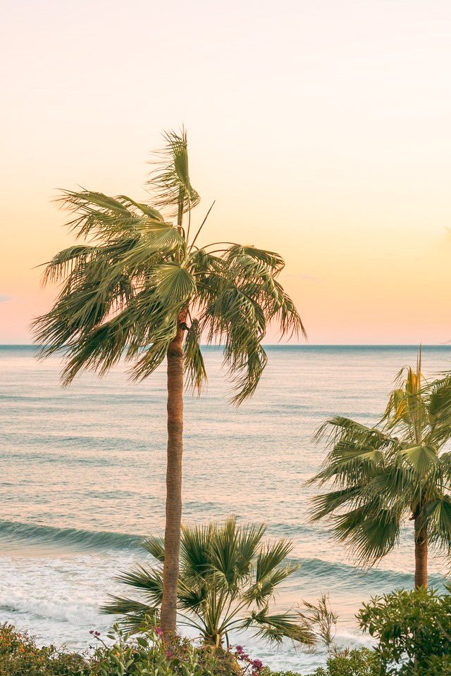 Palm trees against a soft pink and orange sunset over the Indian Ocean